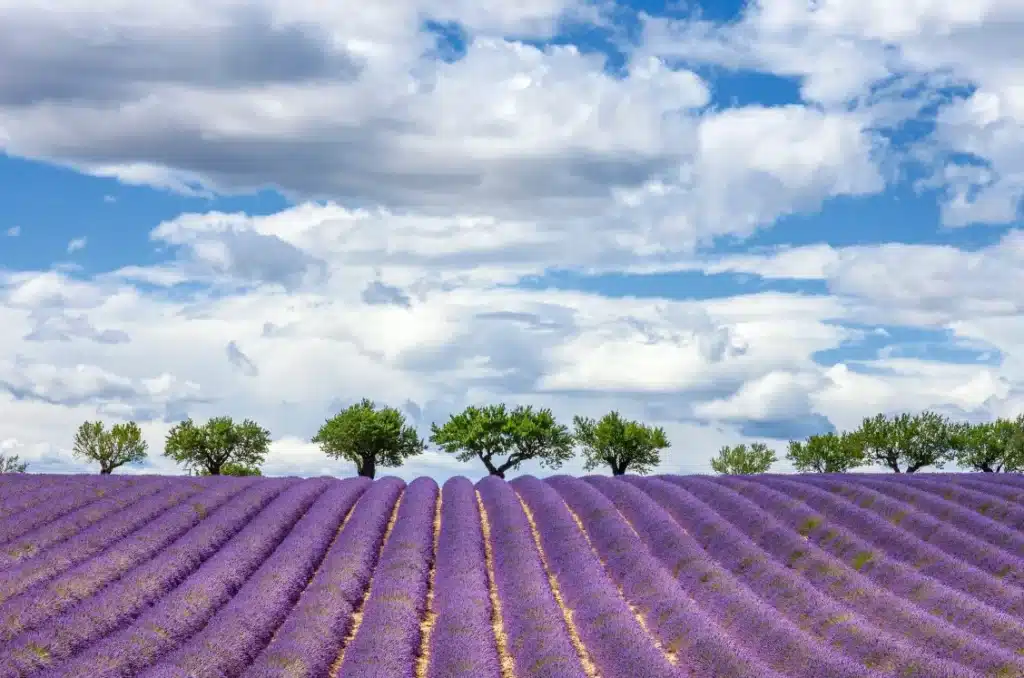 France — Provence lavender fields June