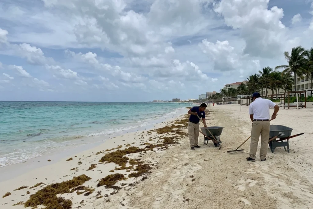 ancun beach with light seaweed accumulation in June, hotel workers cleaning sand, partly cloudy sky