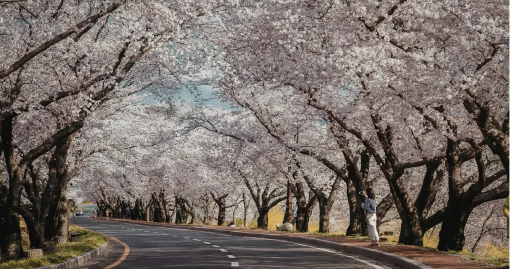 Best Time to Travel to Japan
