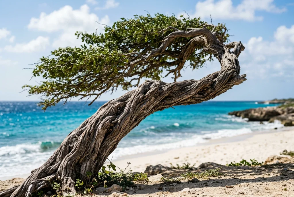 aruba weather by month